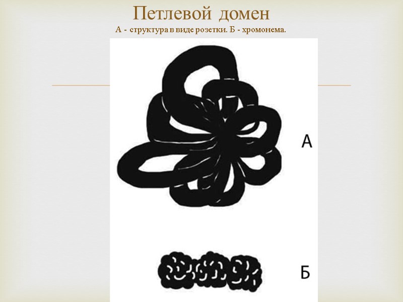 Петлевой домен А - структура в виде розетки. Б - хромонема.